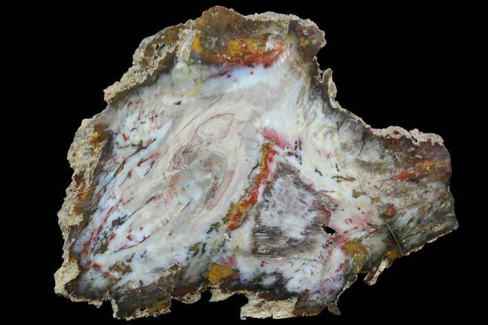 Colorful, Hubbard Basin Petrified Wood Slab #96058